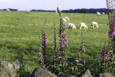 Purple flowering plants on field