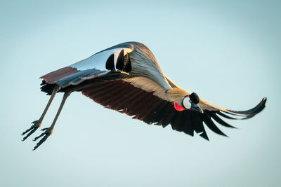 Grey crowned crane flying in sky