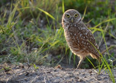 Close-up of owl perching on ground