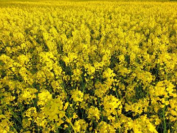 Full frame shot of fresh yellow flower field