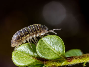 Close-up of insect on leaf