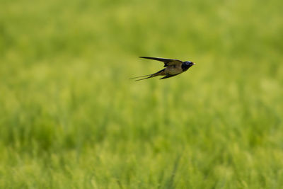 Close-up of bird flying