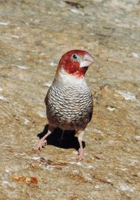 Close-up of bird perching on shore