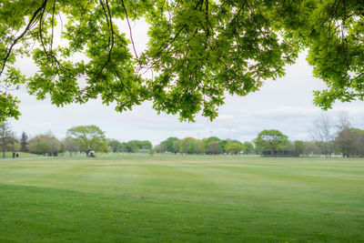 Trees growing on field