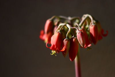 Close-up of wilted flower against red background