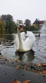 Swan swimming on lake