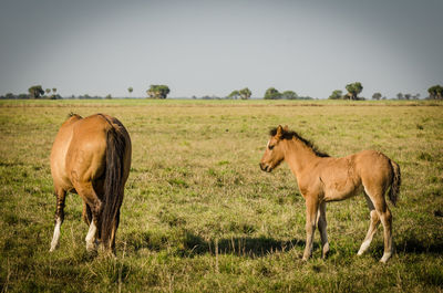 Horses in a field