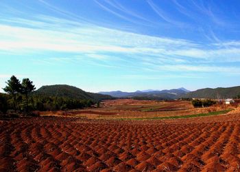 Scenic view of field against sky