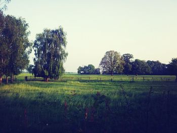 Scenic view of grassy field against sky