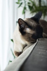 Close-up of dog relaxing on sofa