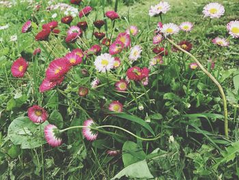 Flowers blooming outdoors