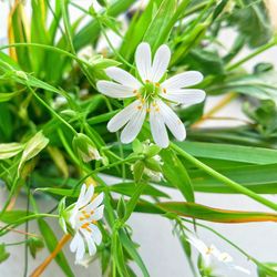 Close-up of white flowers blooming outdoors