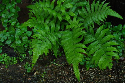 High angle view of fern leaves on field