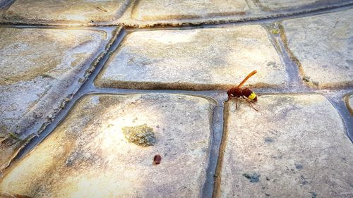 High angle view of insect on wall