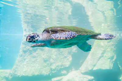 Turtle underwater in pool