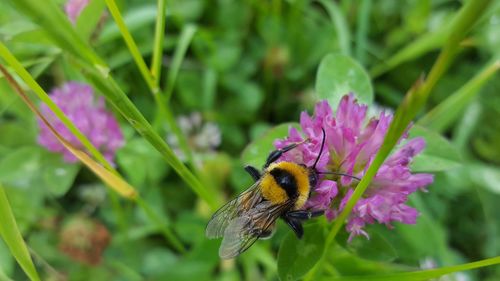 Close-up of bee on purple flower