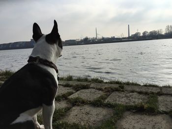 Dog looking away on river