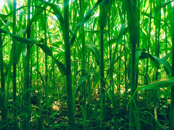 Full frame shot of bamboo plants on field
