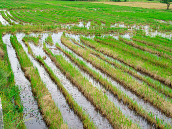 High angle view of rice paddy