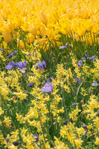 Close-up of yellow crocus flowers blooming on field