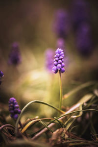 Close-up of purple flowering plant