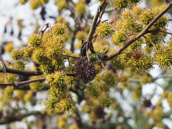 Low angle view of flowering plant