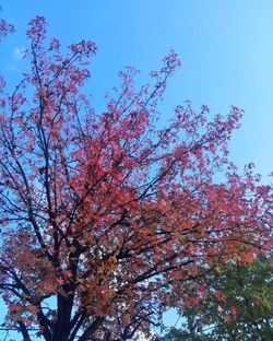 Low angle view of cherry tree against blue sky