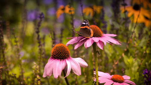 Close-up of butterfly on pink flower