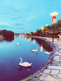 Swans on a lake