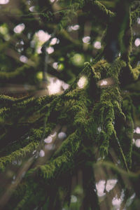 Close-up of moss growing on tree