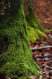 Close-up of moss growing on field