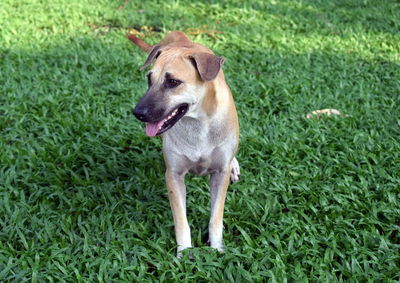 Dog looking away on field