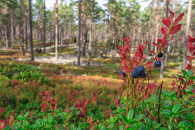 Close-up of red flowering plants on land