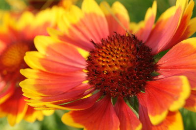 Close-up of orange flower blooming outdoors