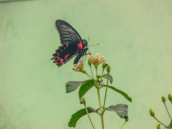 Butterfly perching on plant