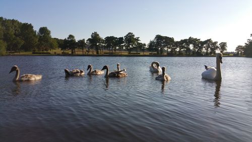 Swans swimming in lake