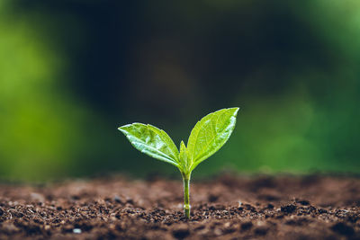 Close-up of plant growing on field