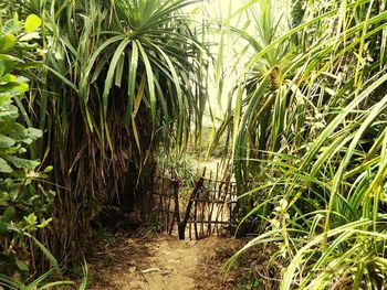 Plants growing outdoors