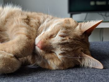 Close-up of cat sleeping on bed at home