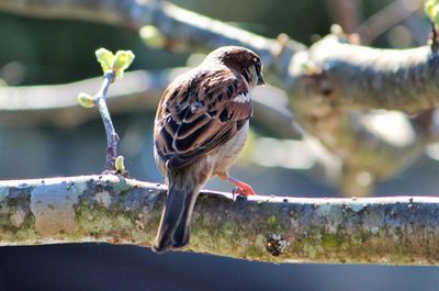 Close-up of bird perching outdoors