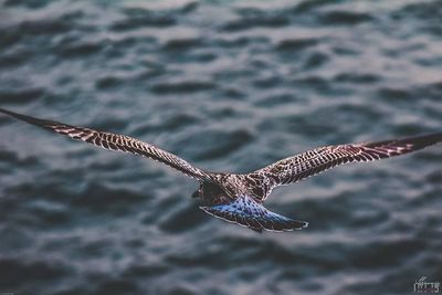Close-up of seagull flying over sea