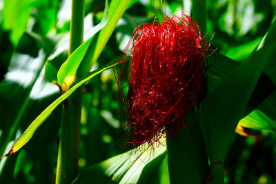 Close-up of plant with red leaves