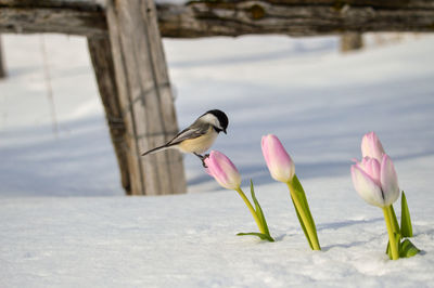 Black-capped chickadee on tulips in spring