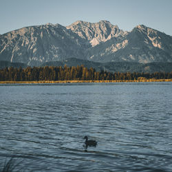 Bird swimming in lake by mountains