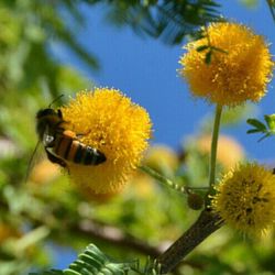 Close-up of honey bee on flower