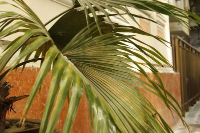 Close-up of palm leaves