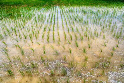 High angle view of rice field