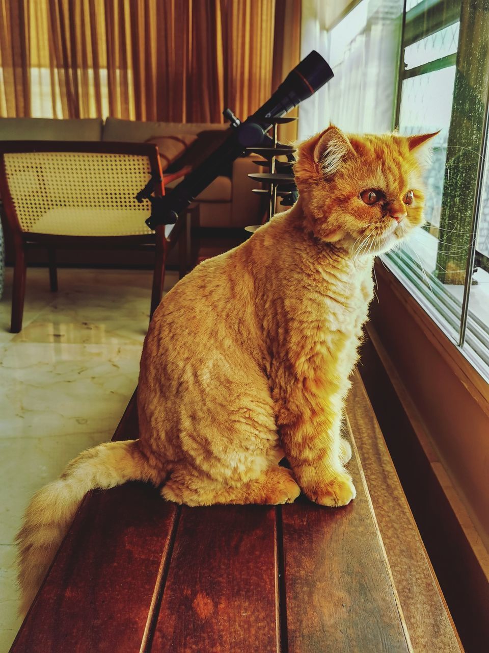 CAT SITTING ON CHAIR