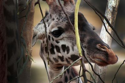 Close-up of giraffe seen through trees at san diego zoo safari park