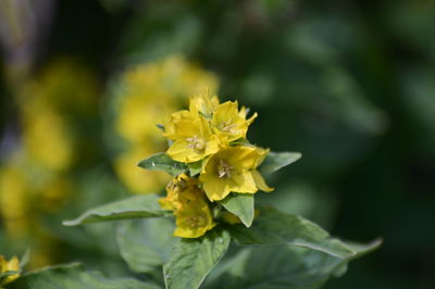 Close-up of yellow flowering plant